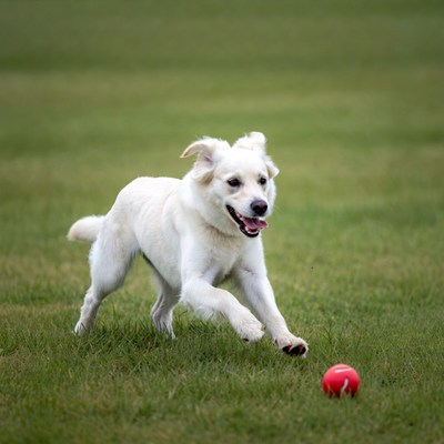 White dog chasing red ball