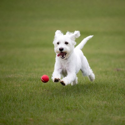 White dog chasing red ball