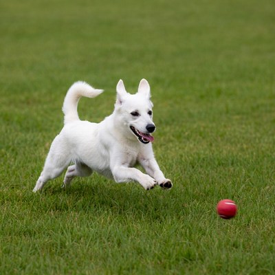 White dog chasing red ball