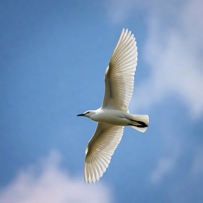 White egret flying over blue sky