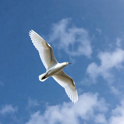 White seagull flying over blue sky