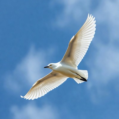 White Tern Flying in Blue Sky