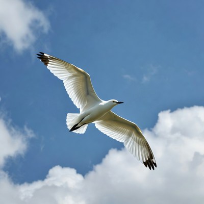 White gull flying over clouds