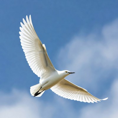White Tern Flying in Blue Sky