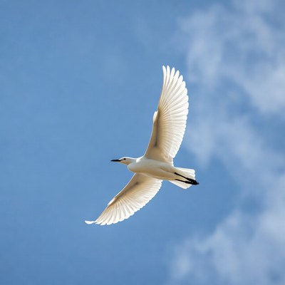 White egret flying in blue sky