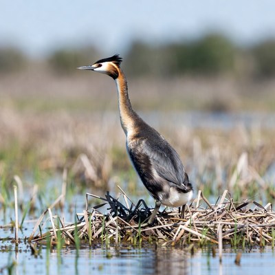 Great Crested Grebe on nest