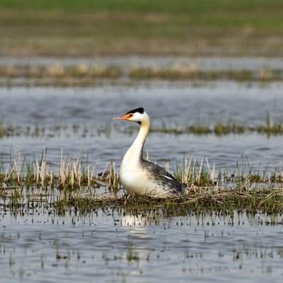 Black-necked Grebe in rice paddy