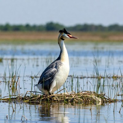 Great Crested Grebe on nest