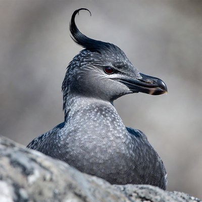 Crested penguin on rock