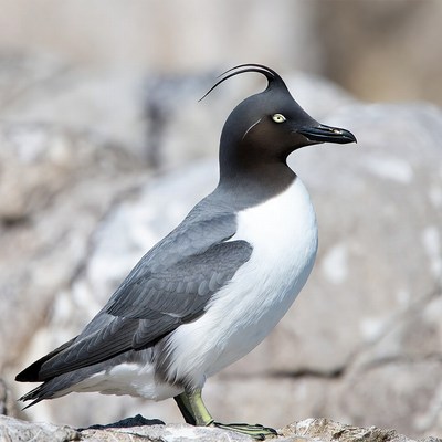 Nazca Booby Standing on Rocks