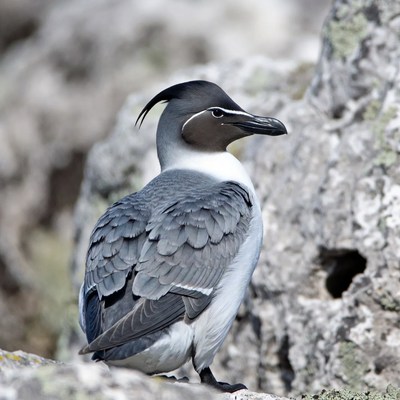 Nazca Booby on Rocky Cliff