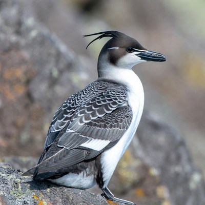 Crested Tern on Rocky Shore
