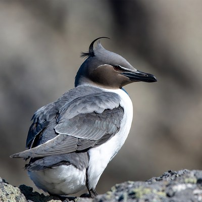 Crested Tern Perched on Rock