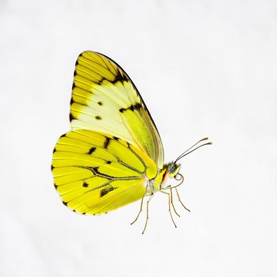Yellow Butterfly with Black Wings