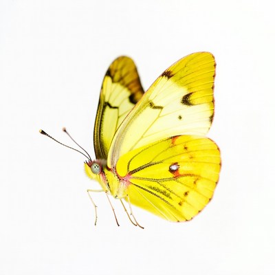Yellow butterfly on white background