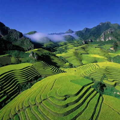 Terraced Rice Fields in Mountains