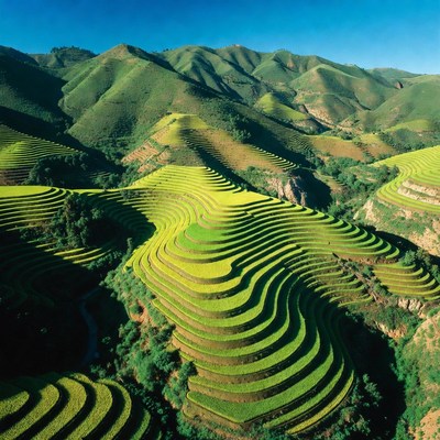 Terraced Rice Fields in Mountains