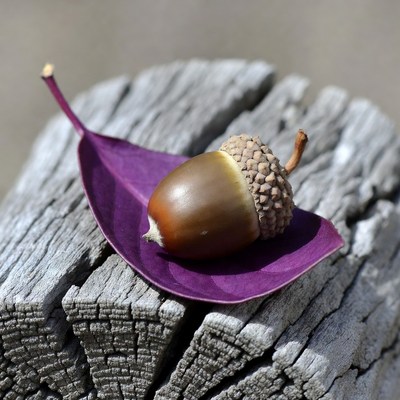 Acorn on Purple Leaf