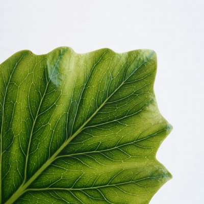 Green Leaf on White Background