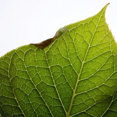 Green Leaf with Caterpillar