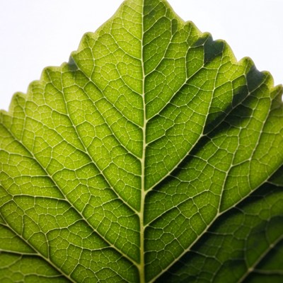 Green Leaf with Veins