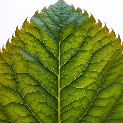 Green serrated leaf close-up