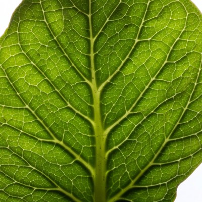 Green Leaf with Veins