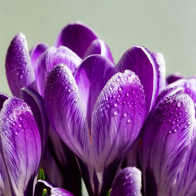 Purple crocuses with dew drops