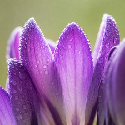 Dew-covered purple crocus flower