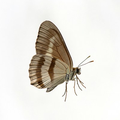 Brown butterfly with white stripes