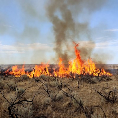 Grassland wildfire burning bushes