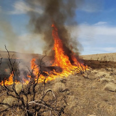 Wildfire Burning Dry Grassland
