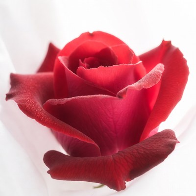 Red Rose with Dewdrops