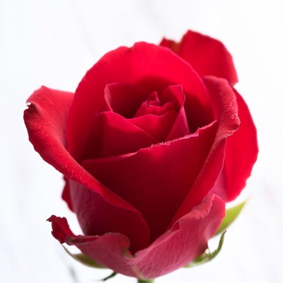 Red Rose on White Background