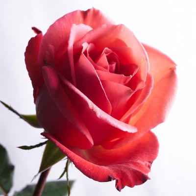 Pink Rose with Water Droplets