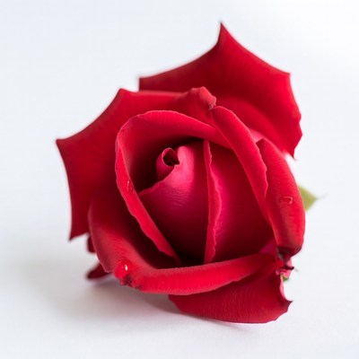 Red Rose with Water Droplets
