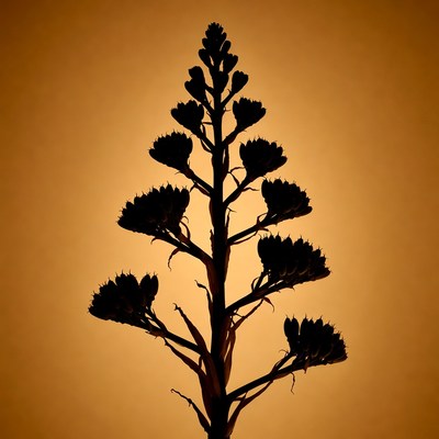 Silhouette of Agave Plant