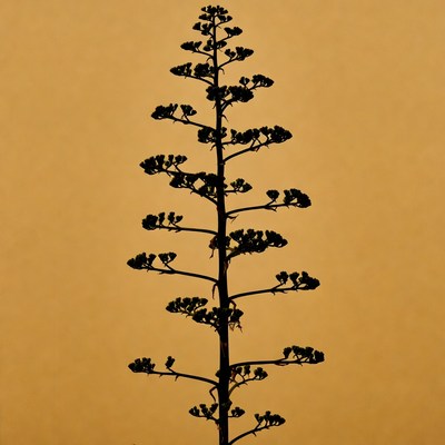 Agave Plant Silhouette Against Sunset