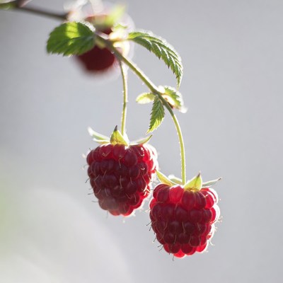 Ripe Raspberries Hanging on Branch