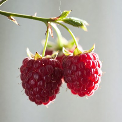 Ripe Raspberries on Branch