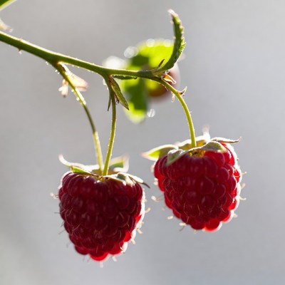 Ripe Raspberries on Stem