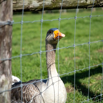 Goose peering through wooden fence