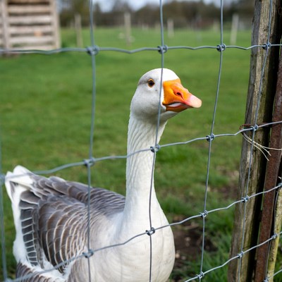 White goose peering through farm fence