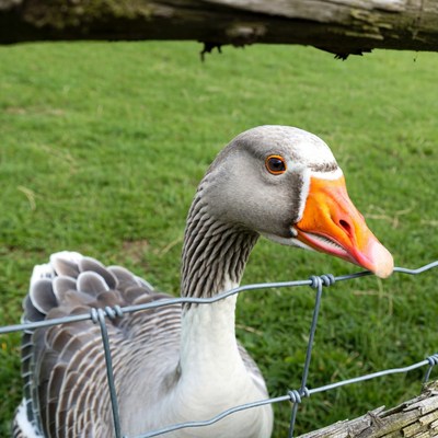 Goose peering through wooden fence
