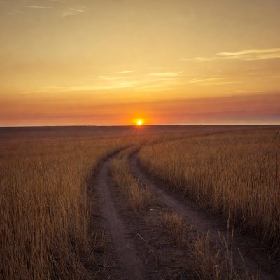 Sunset over dirt path in wheat field