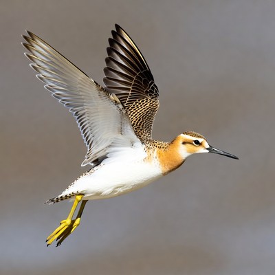 Kentish Plover Flying in Flight