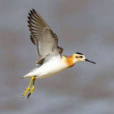 American Avocet Flying in Flight