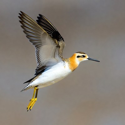 Black-fronted Dotterel Flying in Flight