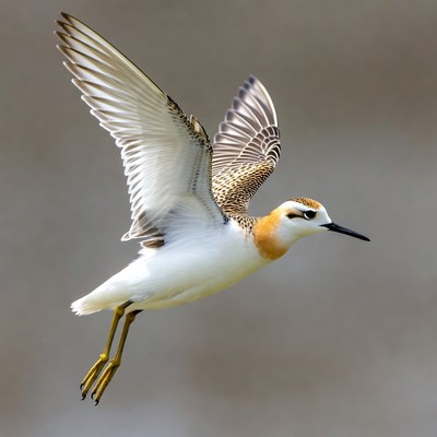 Kentish Plover Flying in Flight