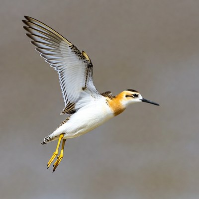 Semipalmated Plover Flying in Flight